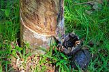 TANZANIA - Pemba Island - Lattice ricavato da albero della gomma - 1